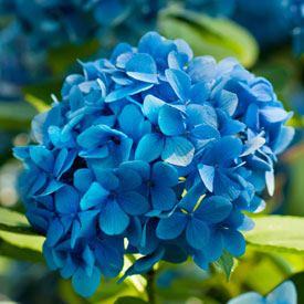 Sokszínű hortenzia