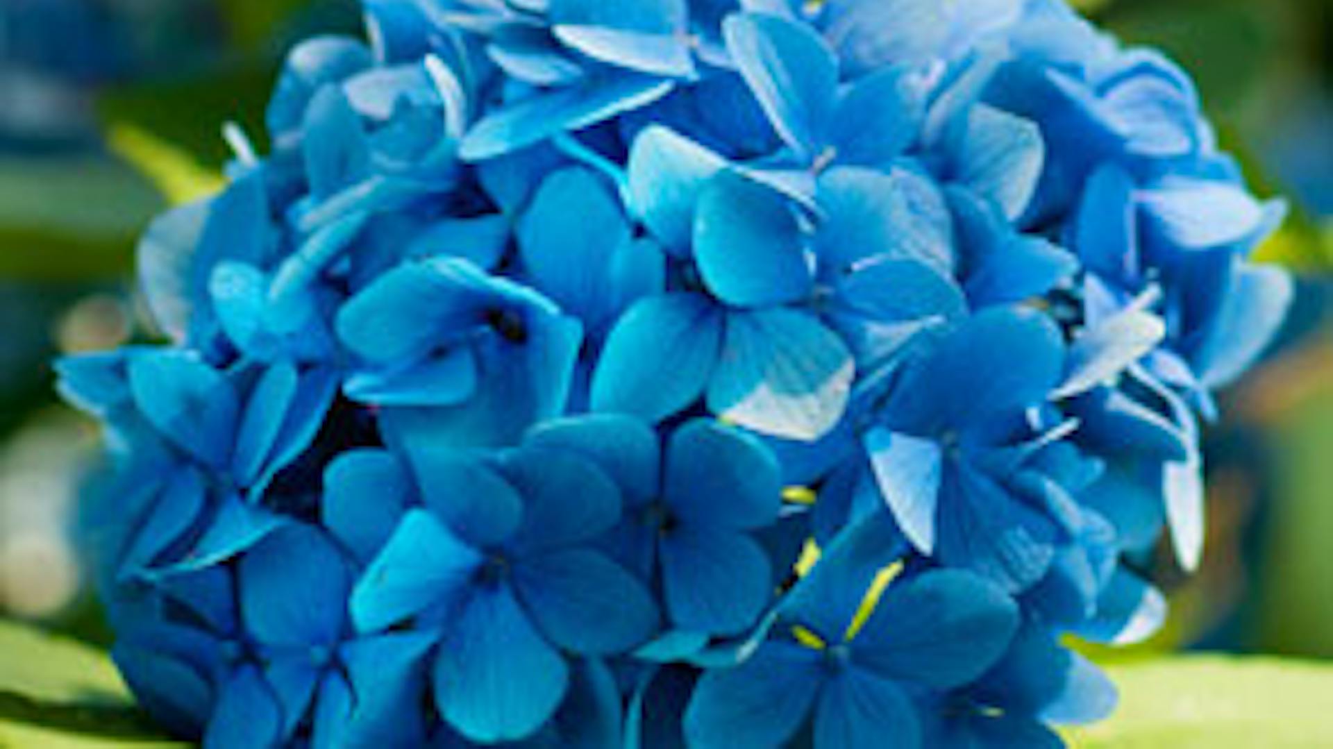 Sokszínű hortenzia