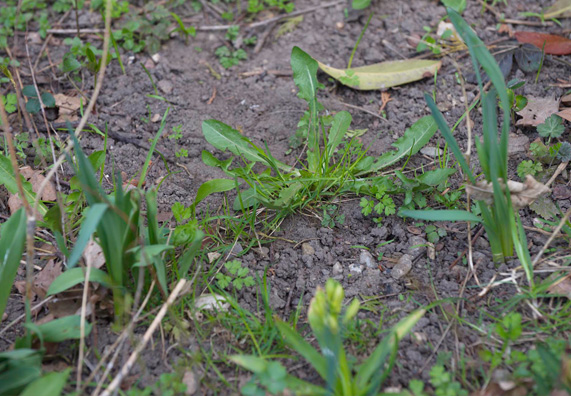 Indikátor növények