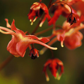 Árnyékkedvelő kerti virágok közé tartózik a püspöksüveg.