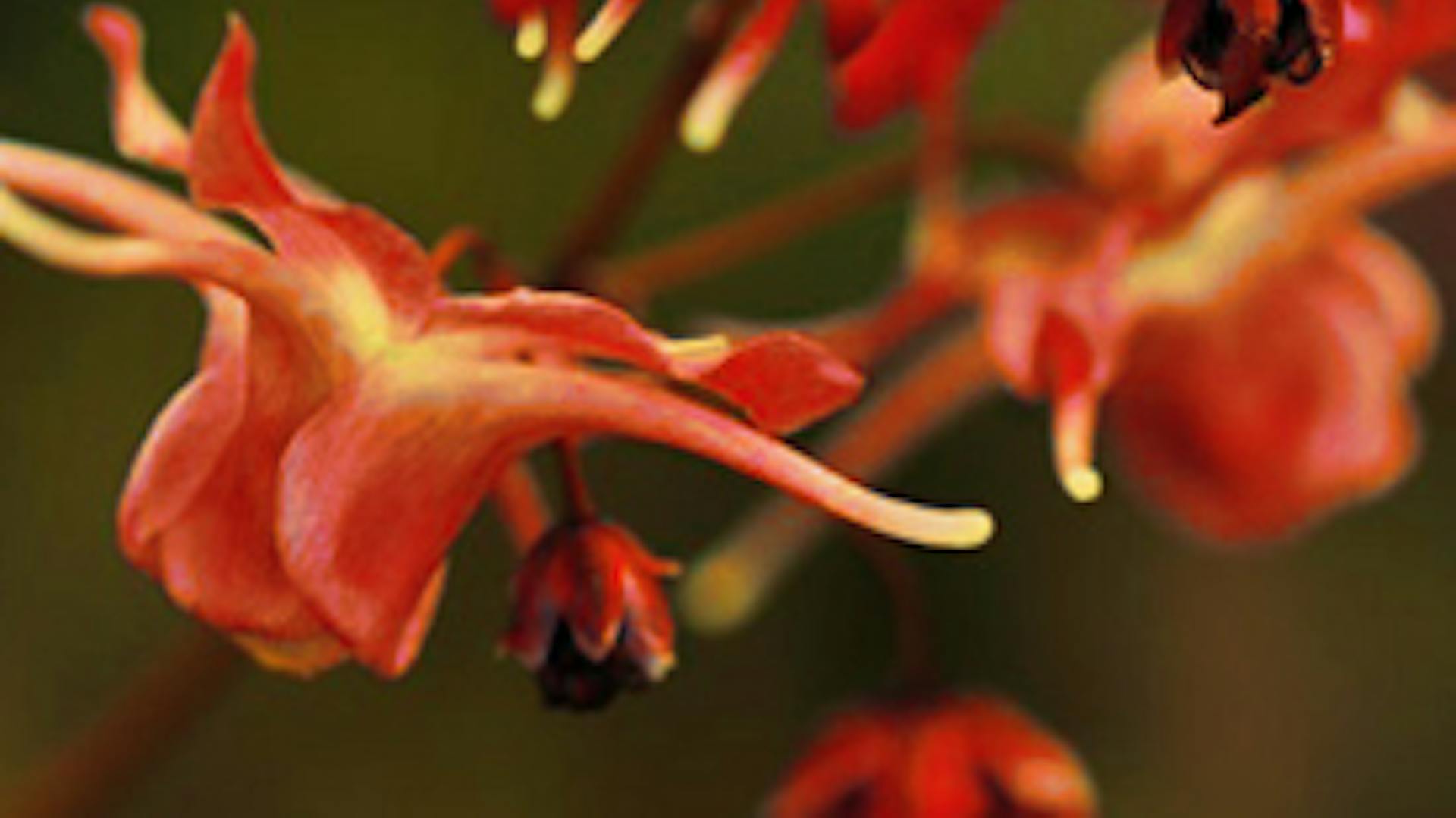 Árnyékkedvelő kerti virágok közé tartózik a püspöksüveg.