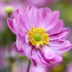 Árnyékos kert növényei közé tartozik az őszi szellőrózsa