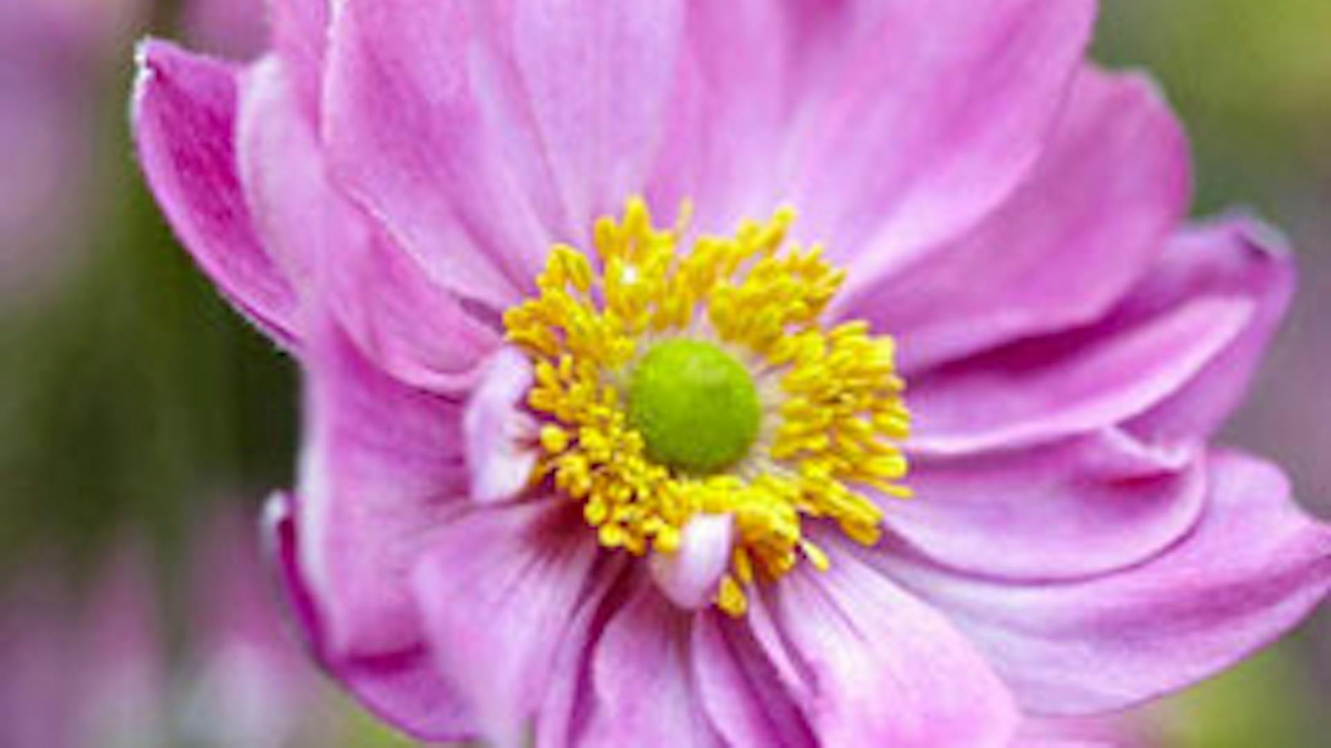 Árnyékos kert növényei közé tartozik az őszi szellőrózsa