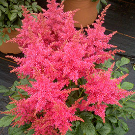 Árnyéktűrő növények közé tartozik a tollbuga.