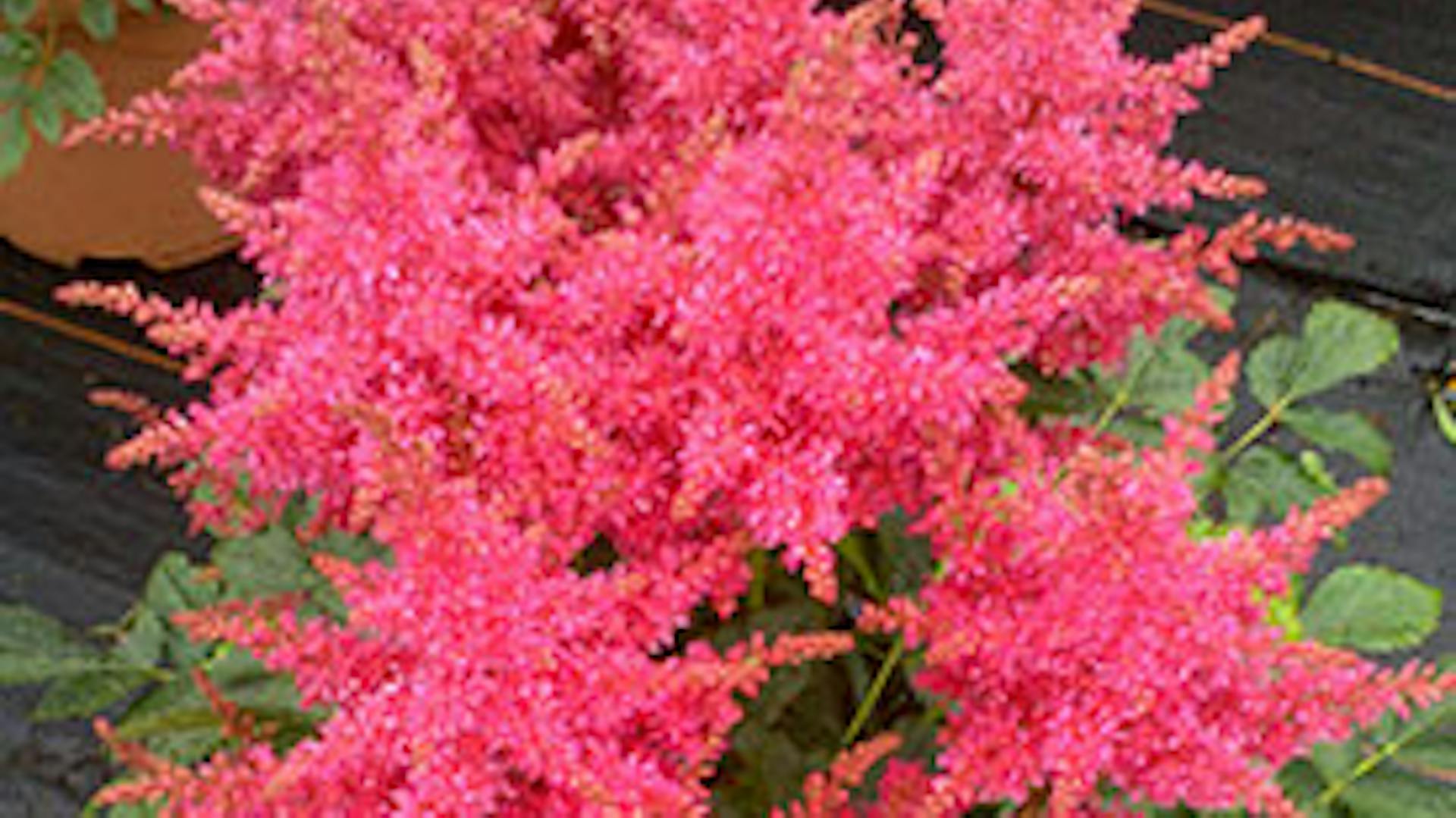 Árnyéktűrő növények közé tartozik a tollbuga.