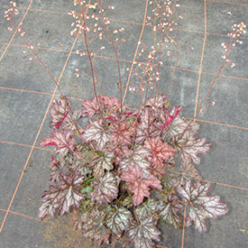 Tűzgyöngyvirág mint árnyéktűrő virágok egyike