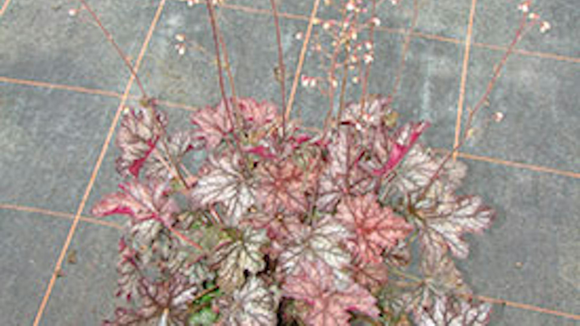 Tűzgyöngyvirág mint árnyéktűrő virágok egyike