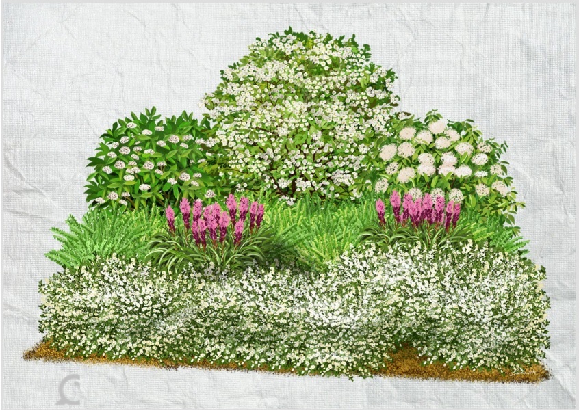 Virágzó cserjék előnyös elrendezése