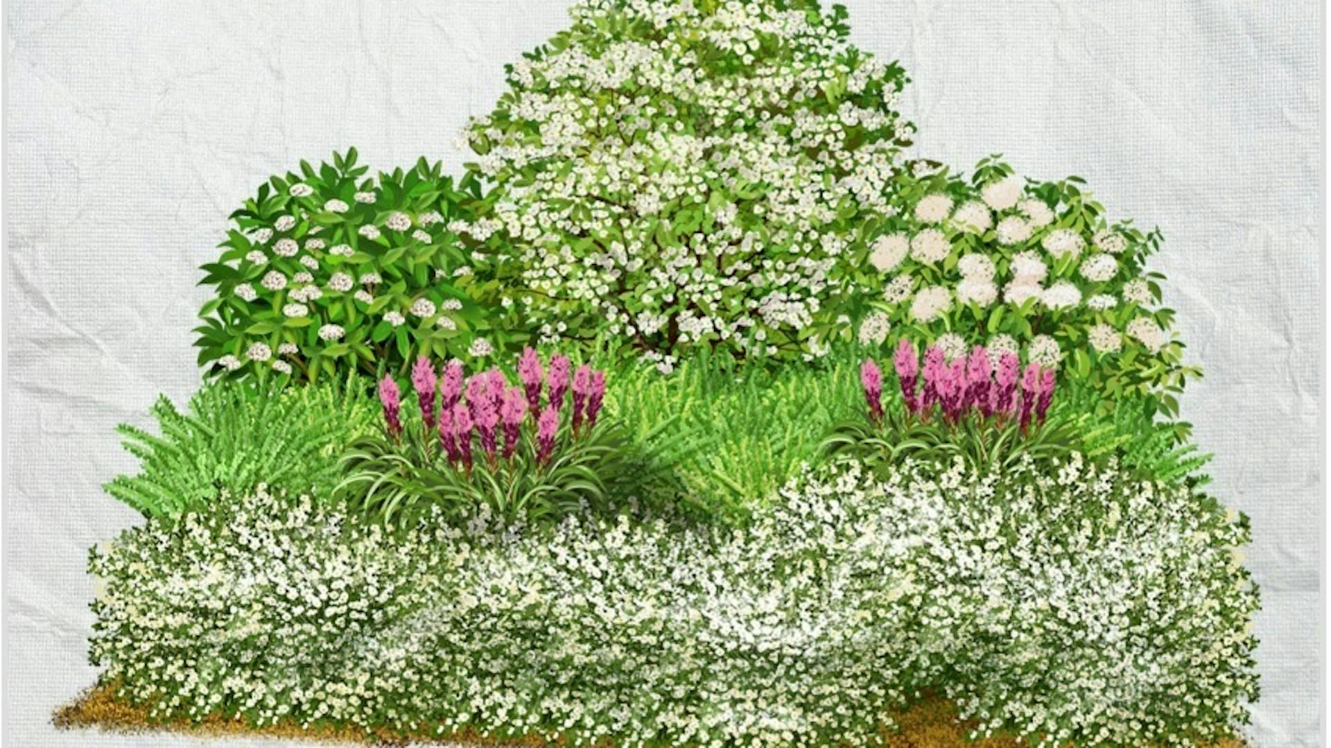 Virágzó cserjék előnyös elrendezése