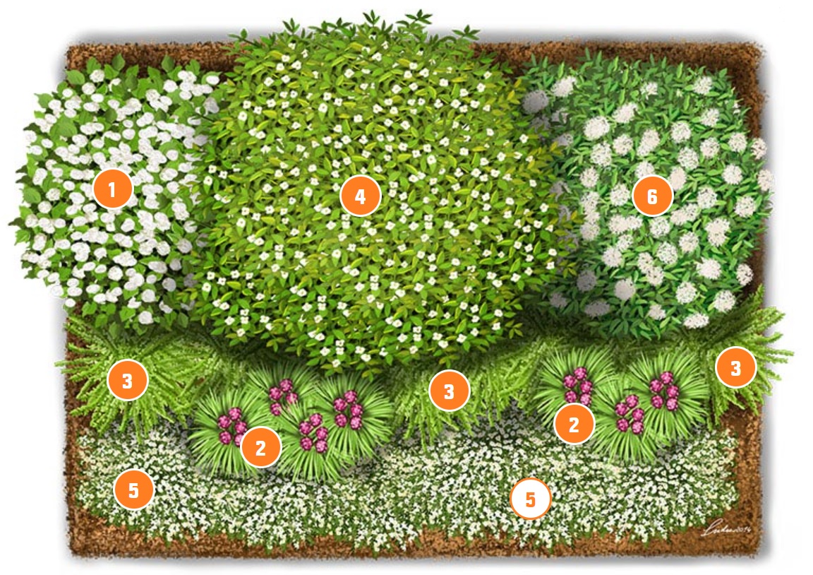 Virágzó bokrok a kertben ágyástervvel.