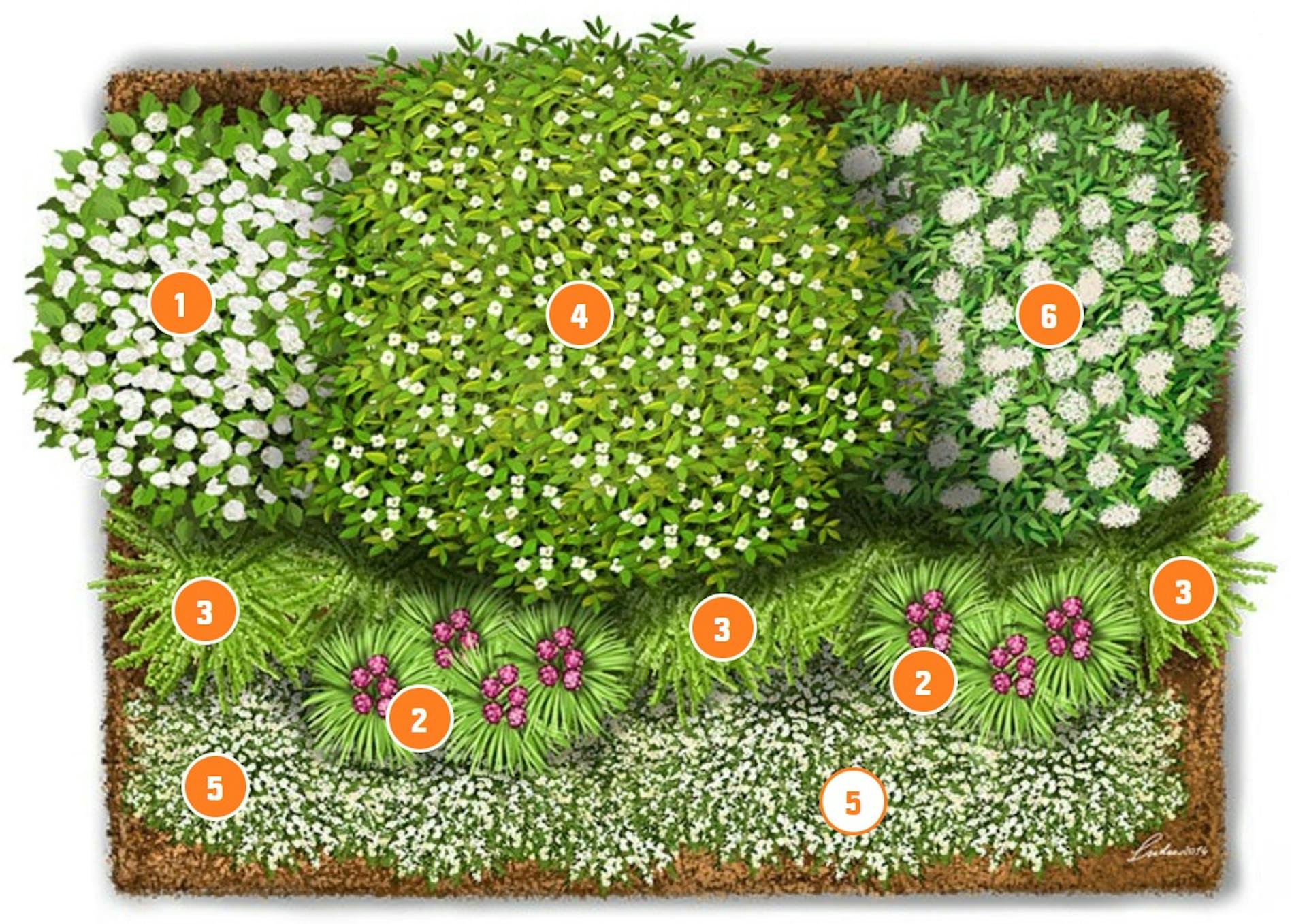 Virágzó bokrok a kertben ágyástervvel.