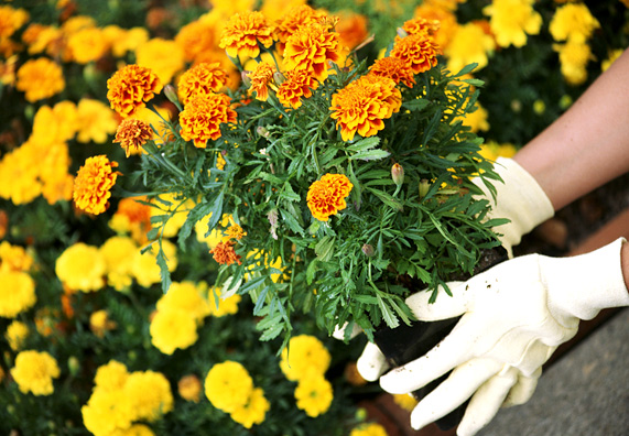 persona pianta fiori gialli