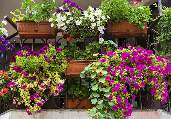 piante fiorite in vasi di terracotta