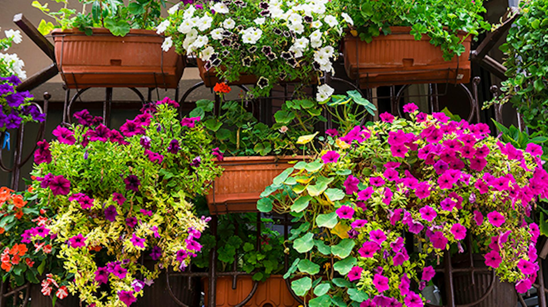 piante fiorite in vasi di terracotta