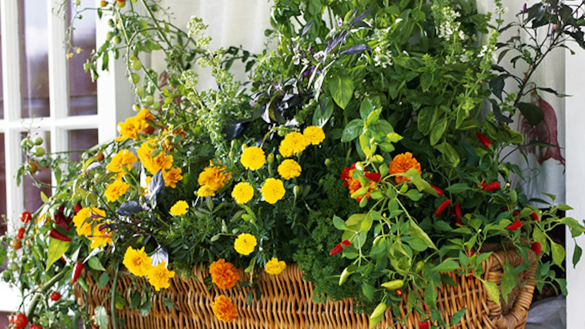 fiori gialli e arancioni