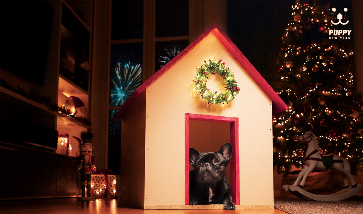 cane in cuccia natalizia