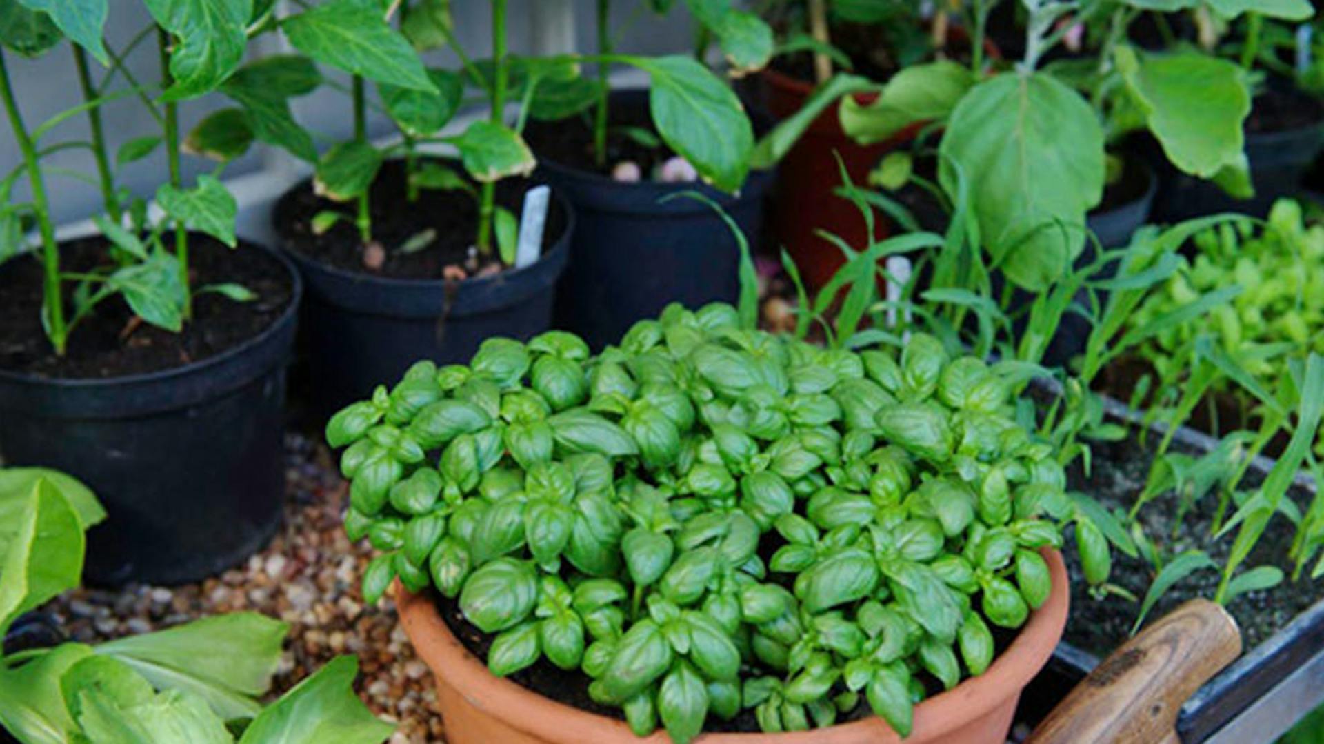 5 Piccoli Secchielli In Metallo, Vasi Decorativi Per Piante, Bomboniere - Foto 3