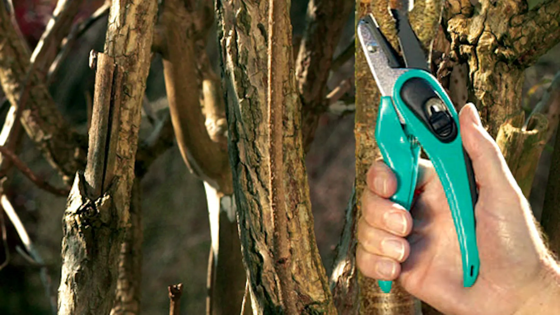 Forbice per potatura ad incudine