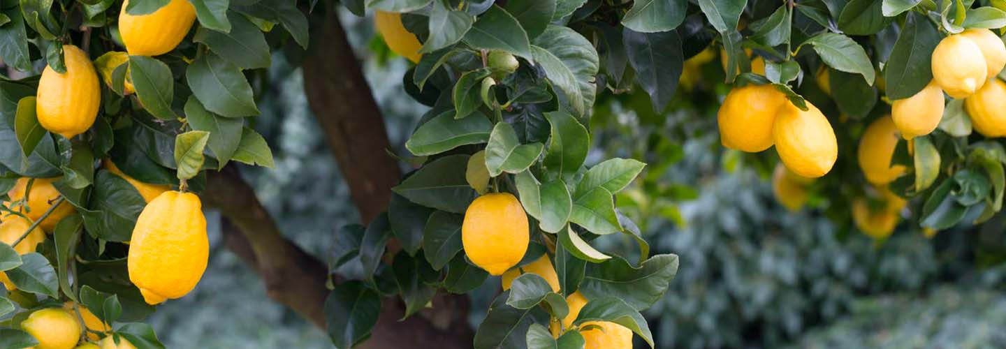 limoni