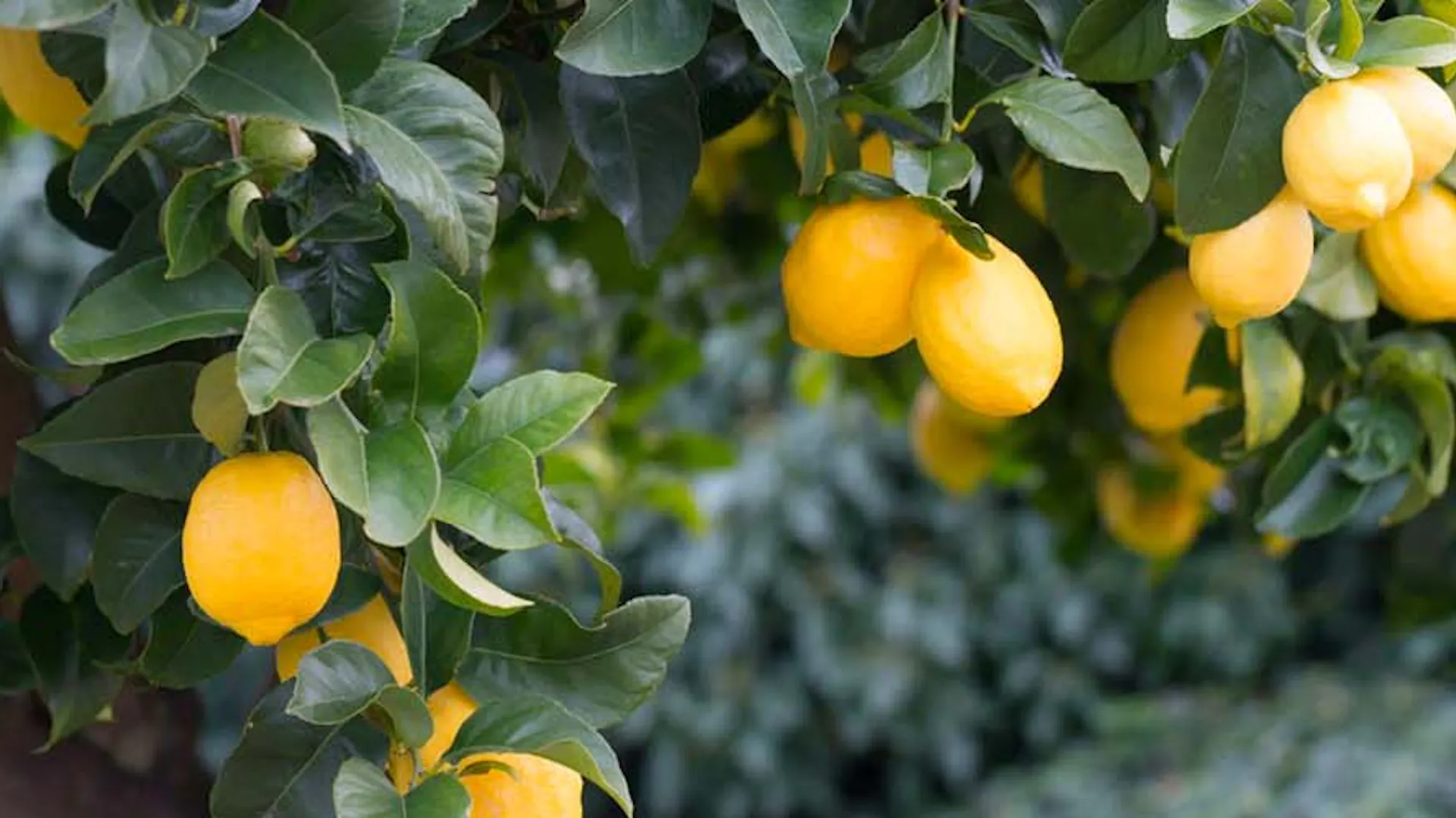 Cura del limone