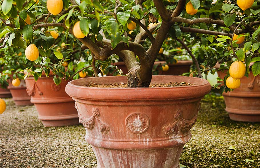 pianta di limoni in vaso di terracotta