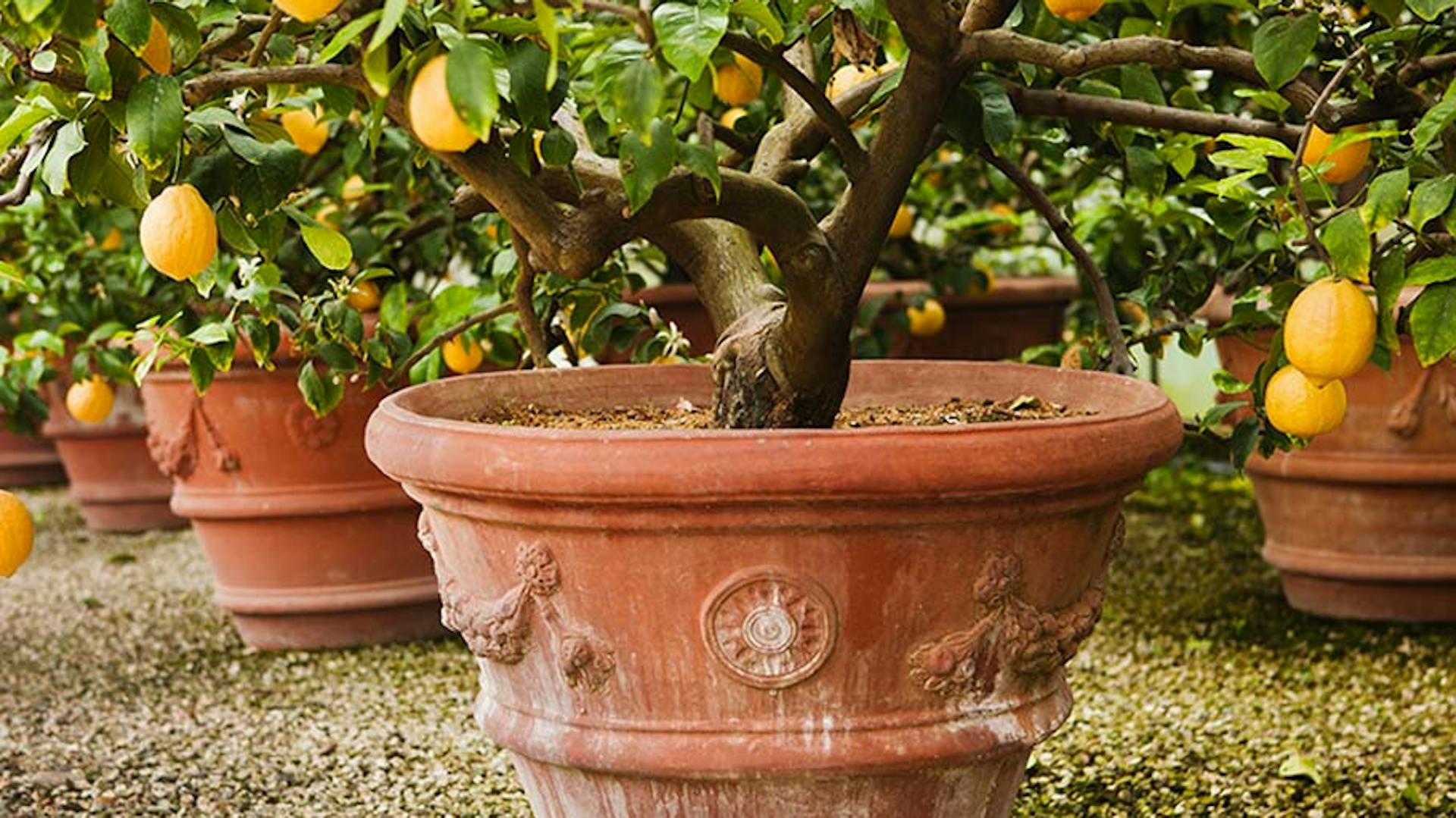 pianta di limoni in vaso di terracotta