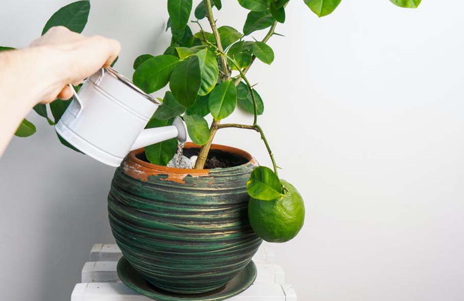 pianta di limoni viene annaffiata