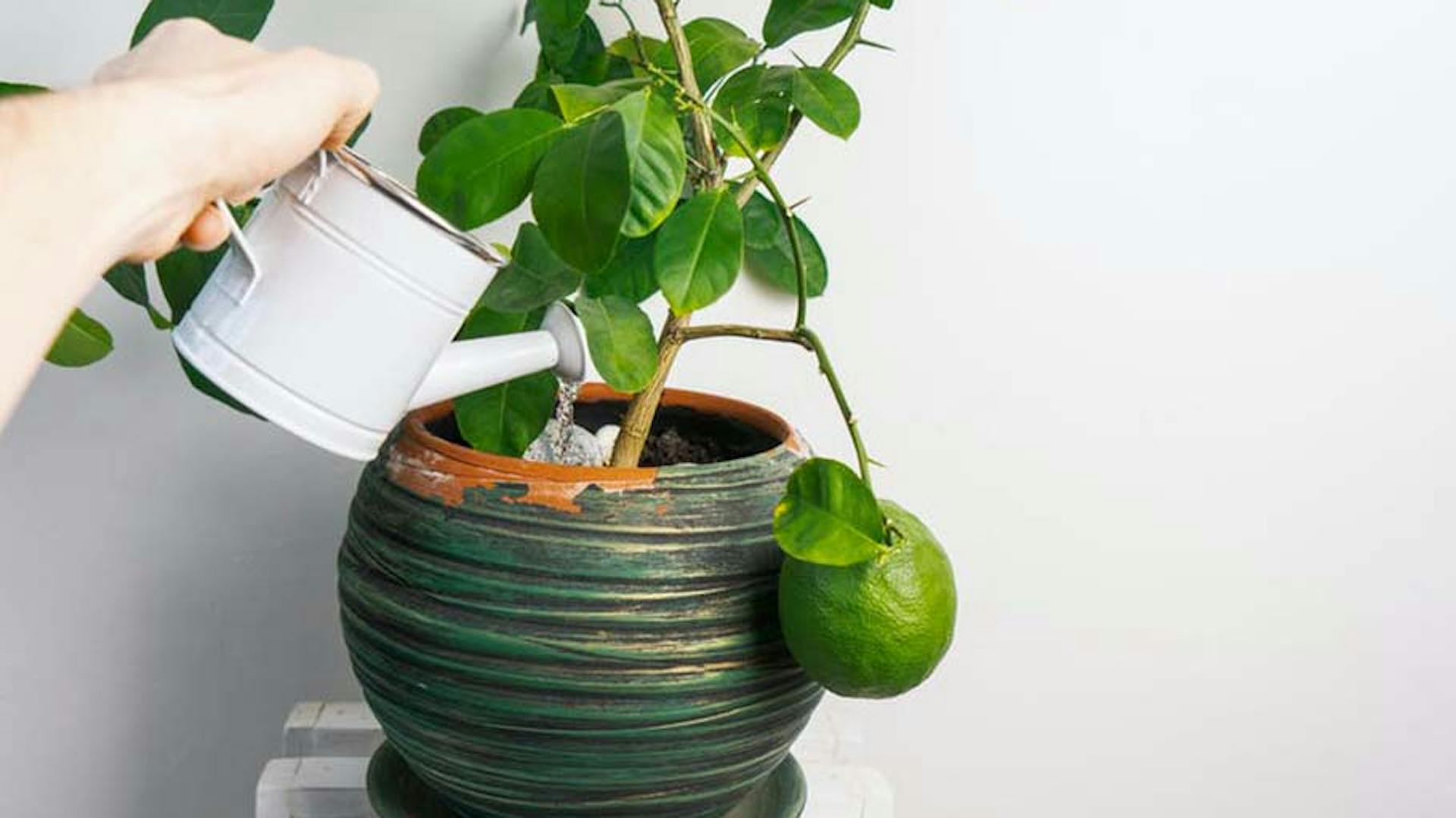 pianta di limoni viene annaffiata