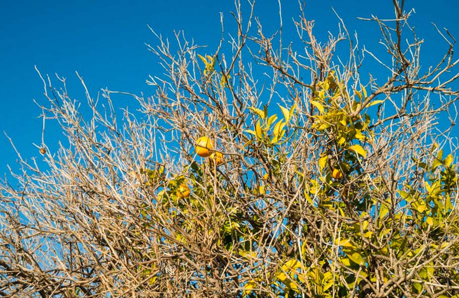 pianta di limone secca