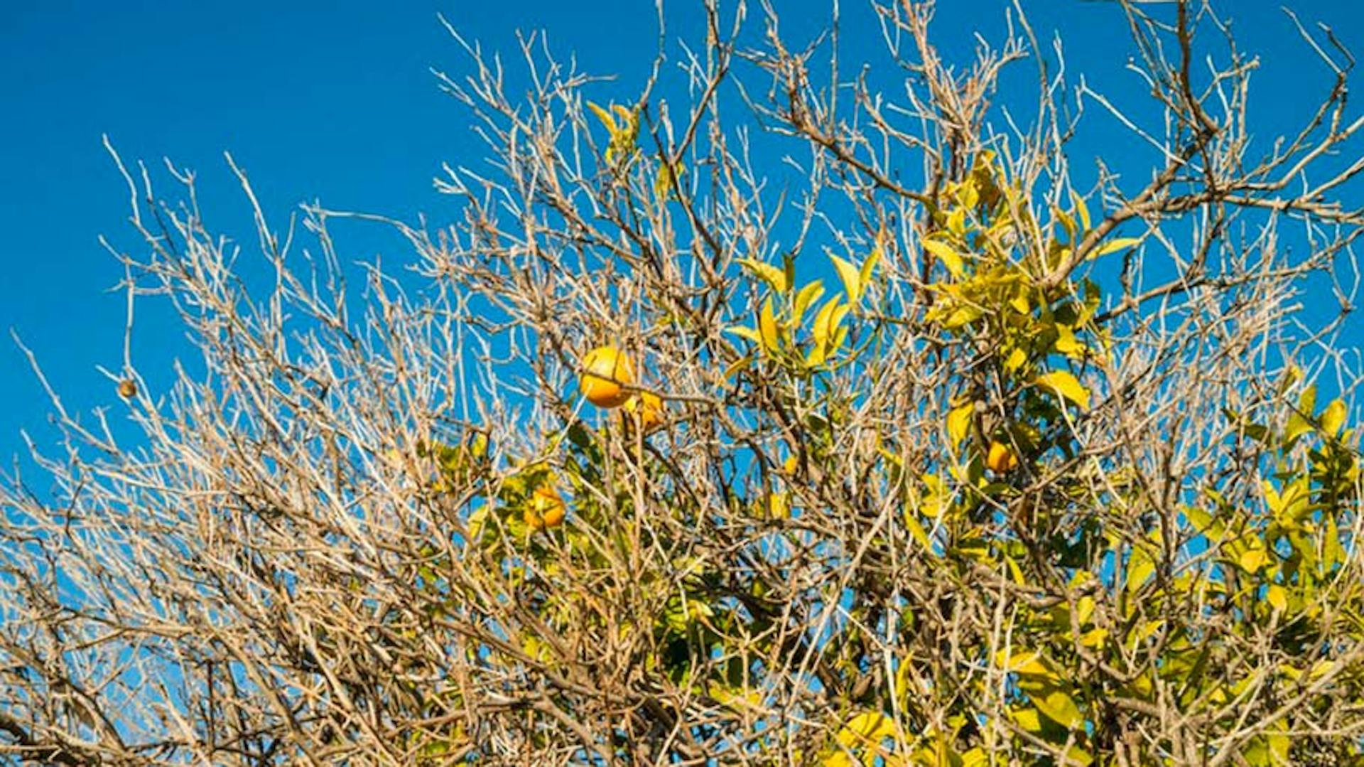 pianta di limone secca