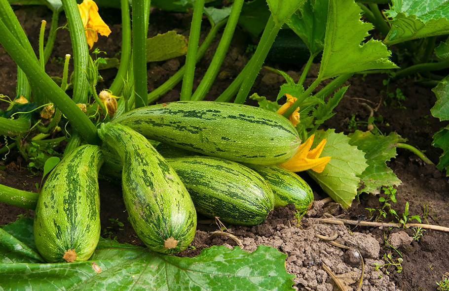zucchine