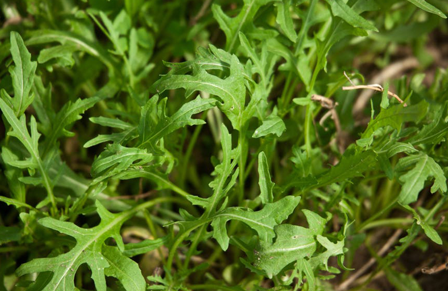 rucola
