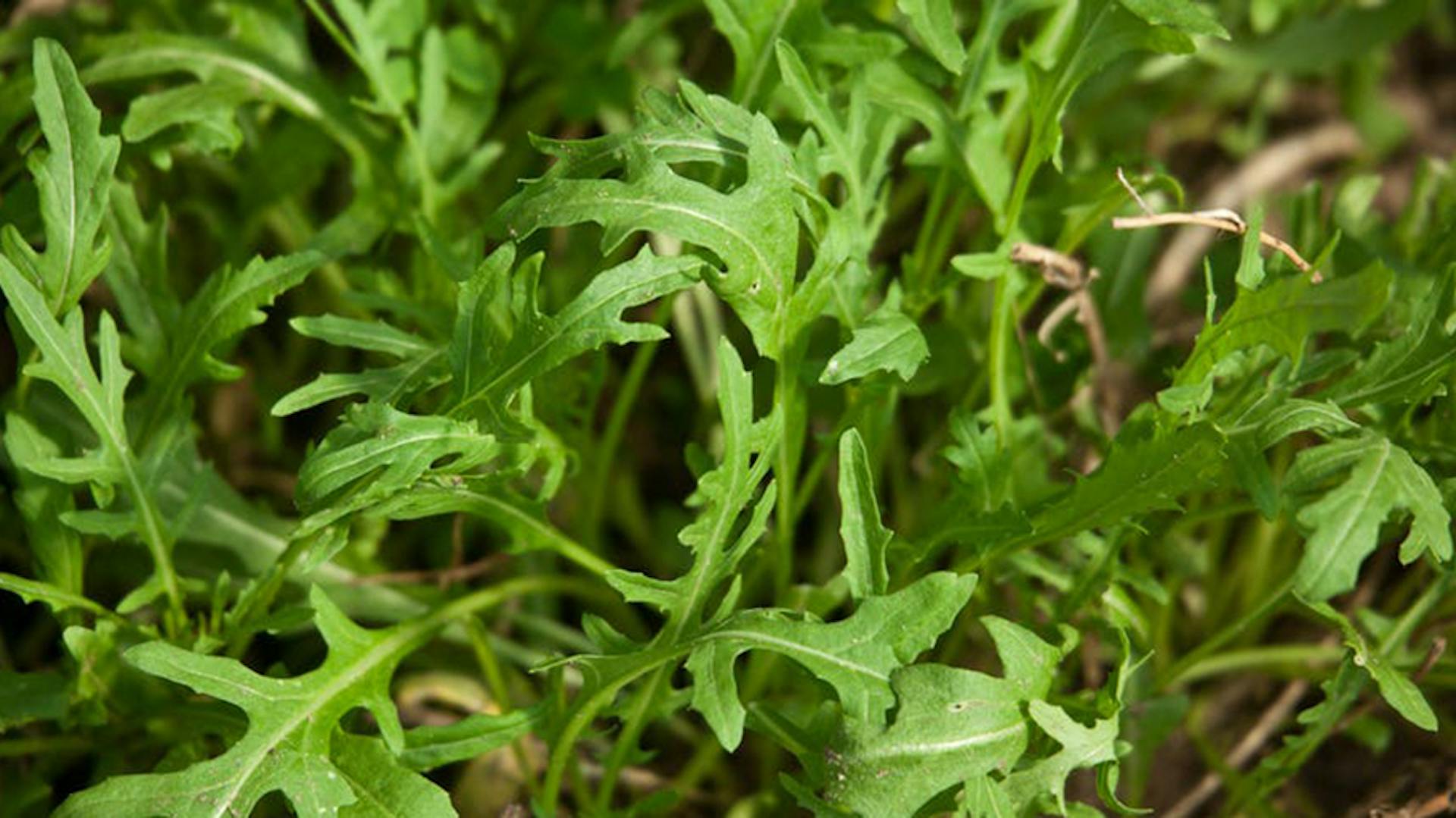 rucola