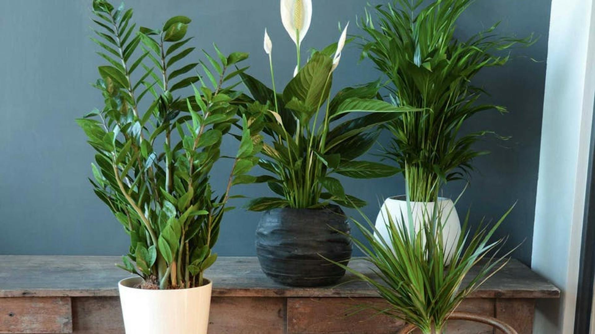 piante da interno in vaso