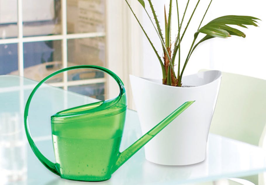 annaffiatoio vicino a pianta da interno