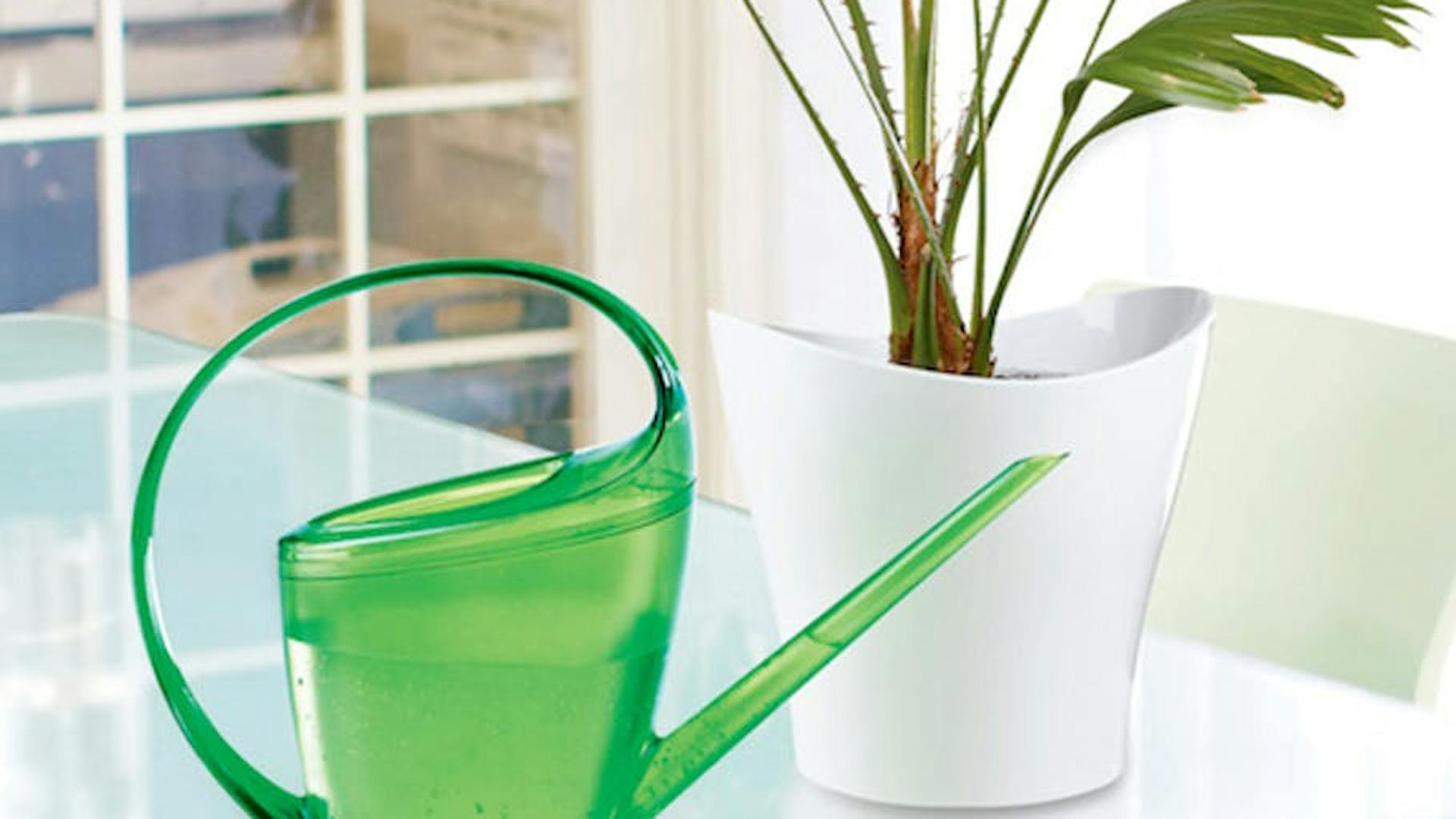 annaffiatoio vicino a pianta da interno