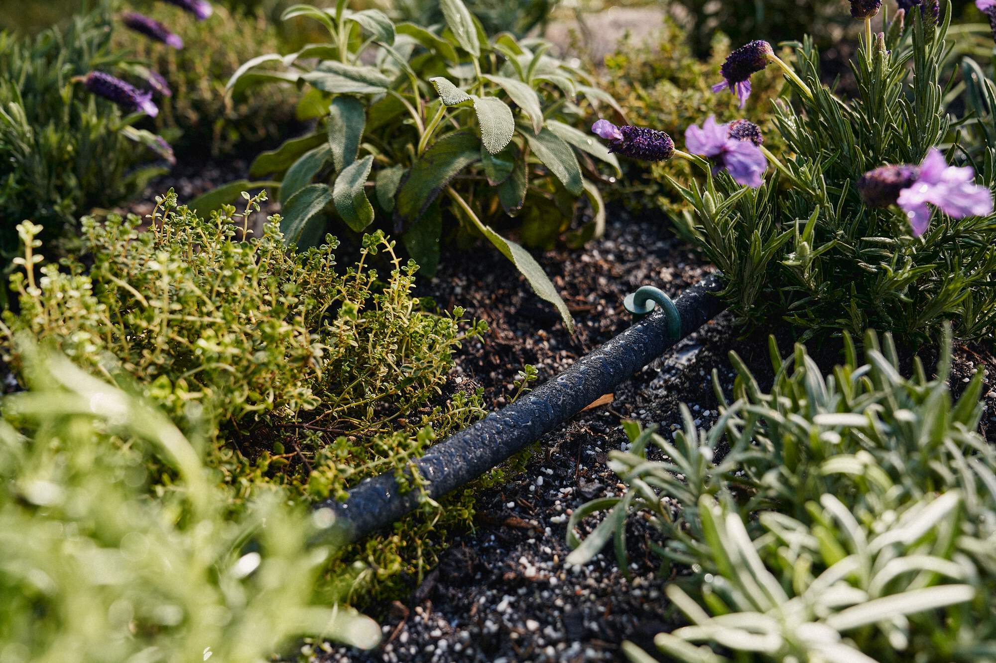 irrigazione a goccia in giardino