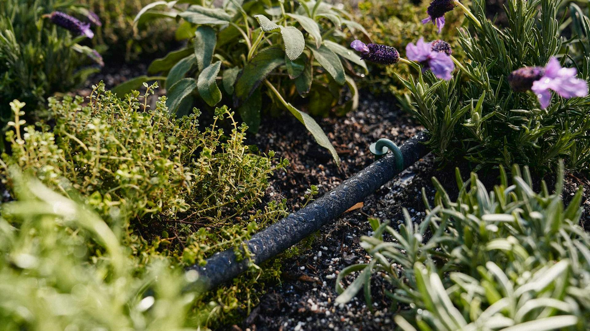 irrigazione a goccia in giardino