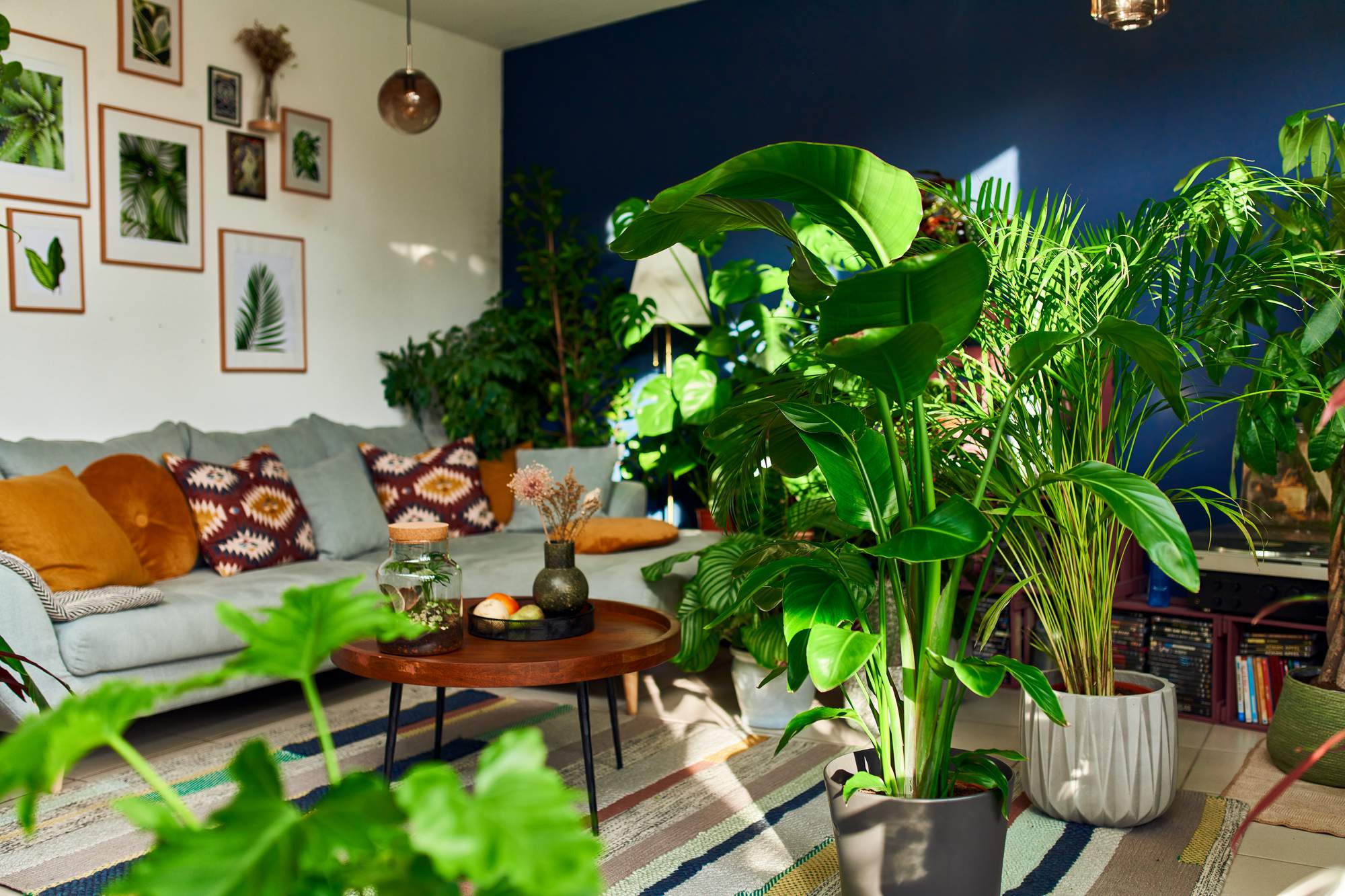 piante da interno in salotto