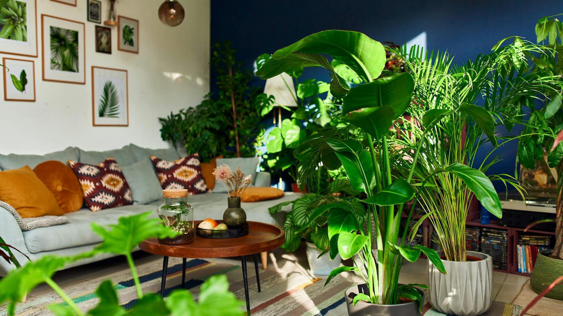 piante da interno in salotto