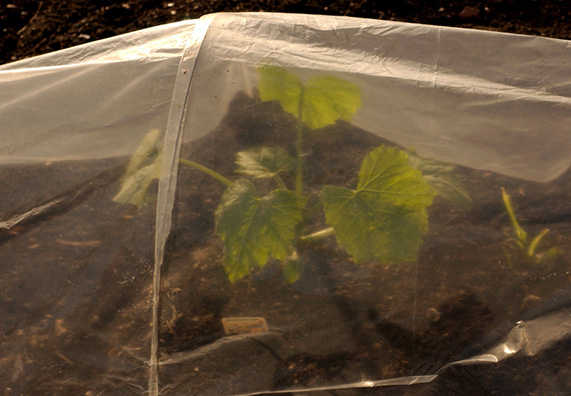  Base rialzata con coperchio a scorrimento