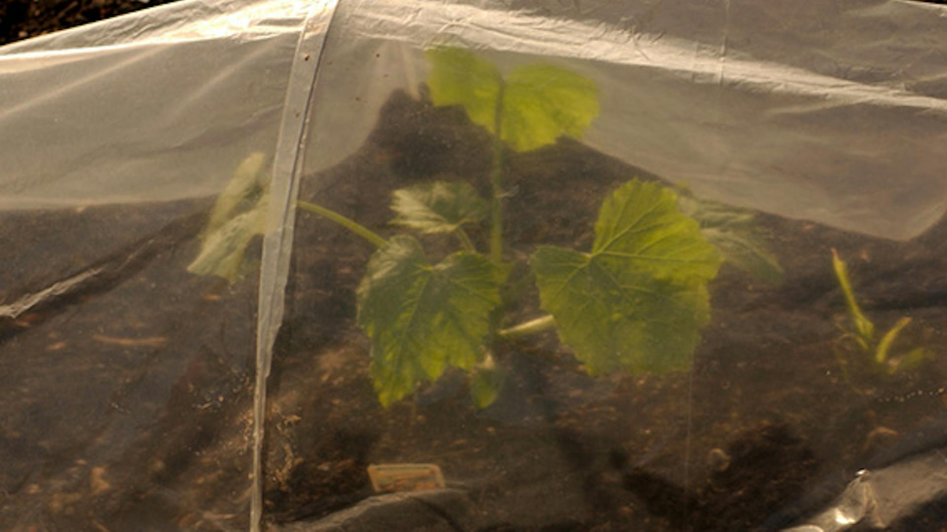 Base rialzata con coperchio a scorrimento