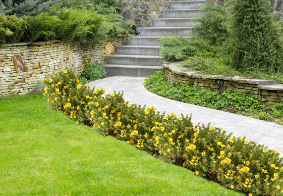 mini siepe lungo vialetto