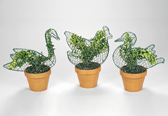 siepi decorative in vaso