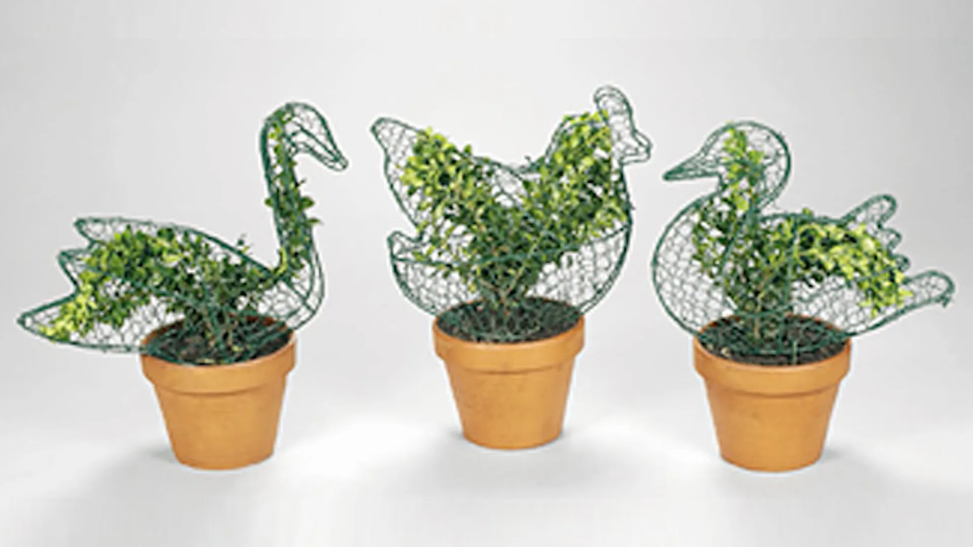 siepi decorative in vaso