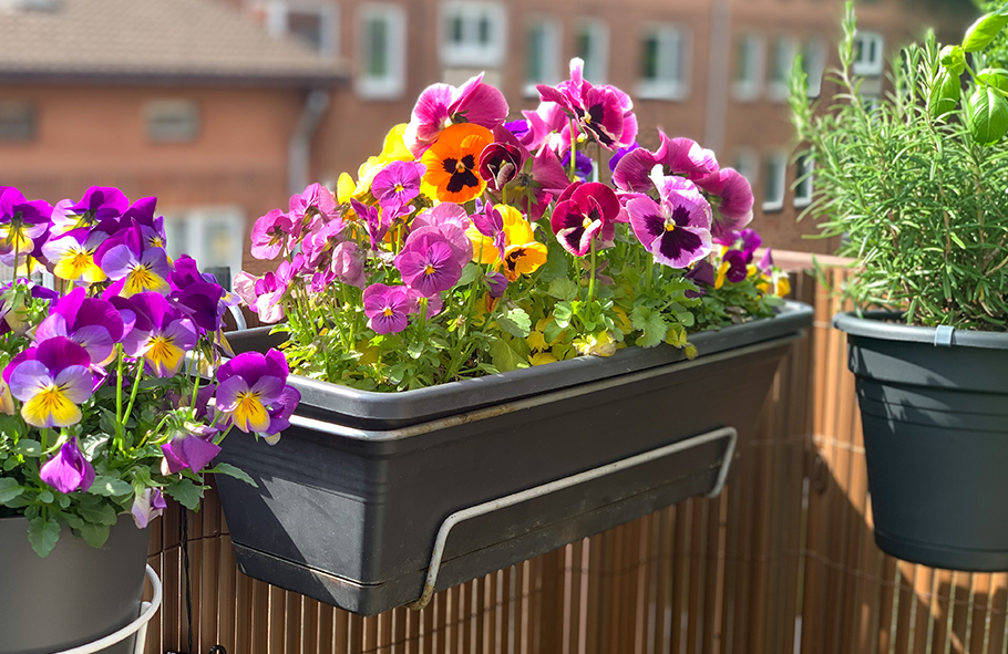 fiori in balcone