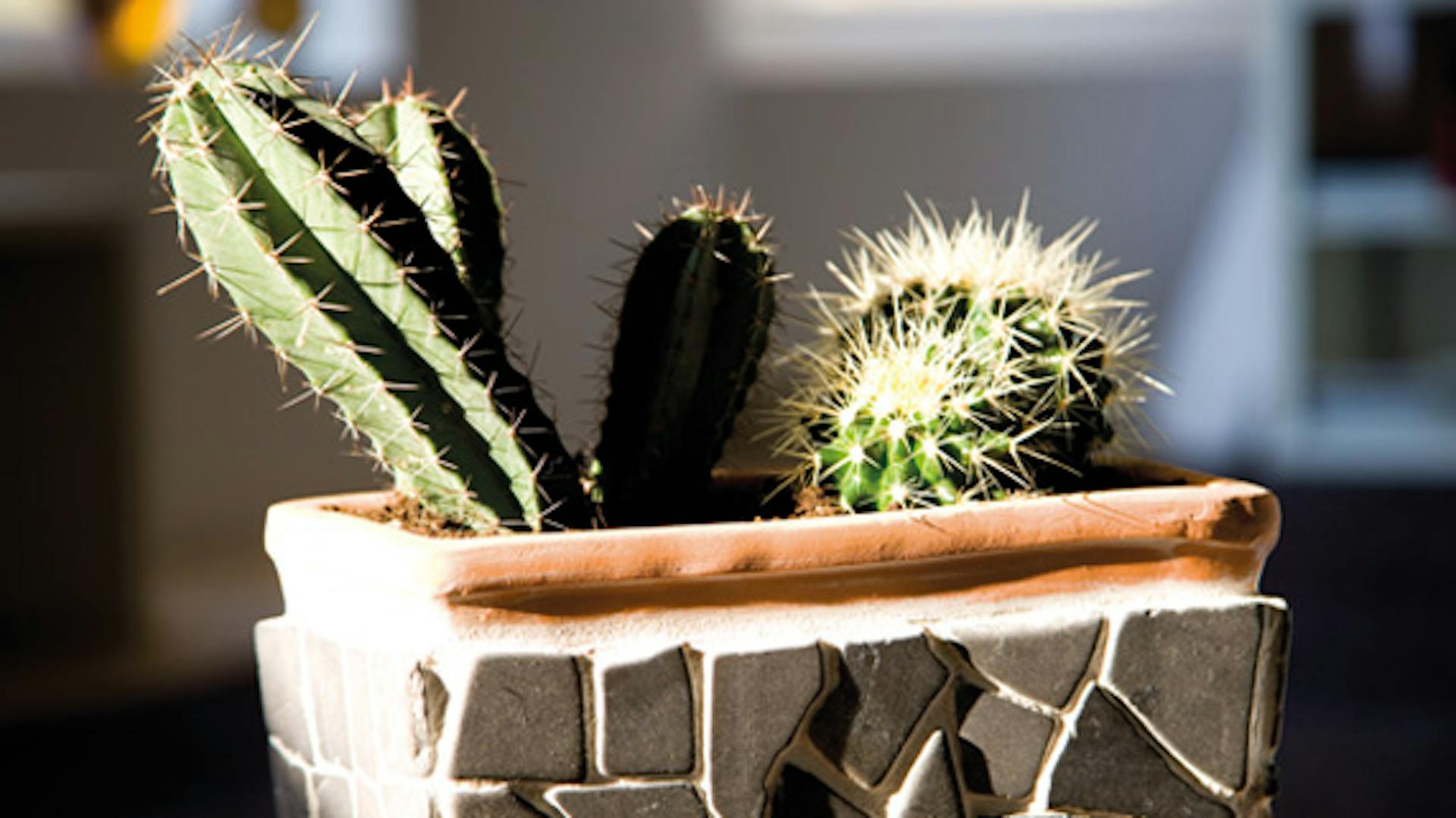 cactus in vaso con mosaico