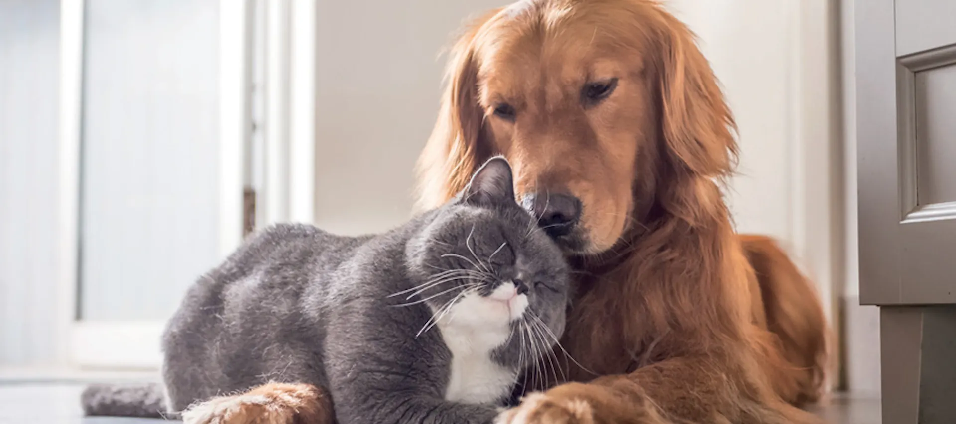 PeT
