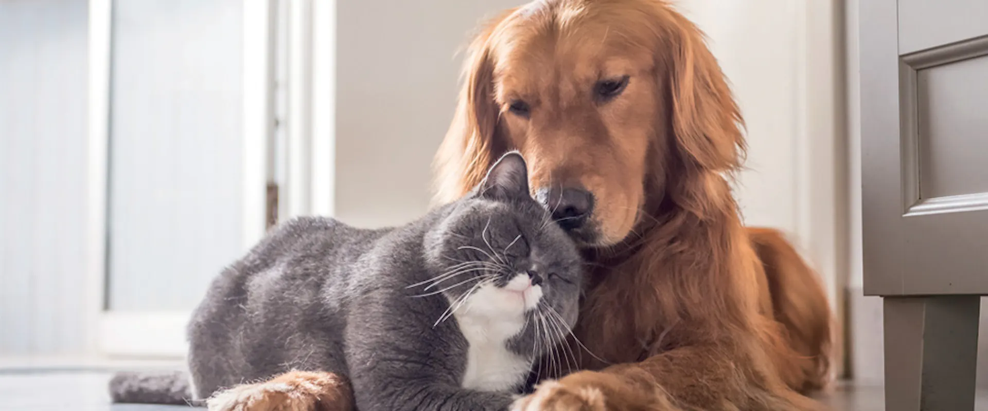 Speciale PET