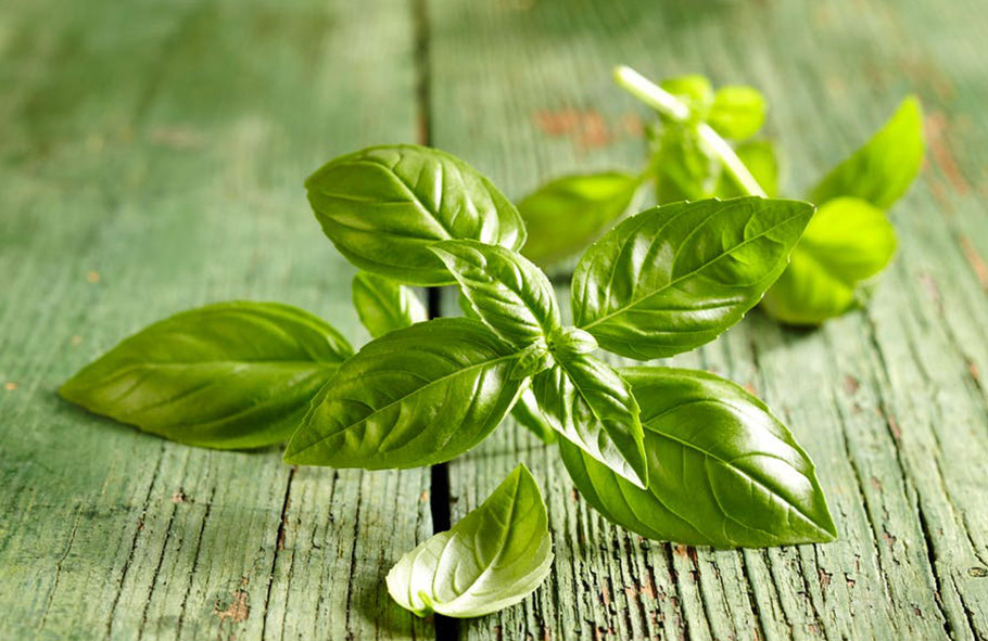 foglie di basilico